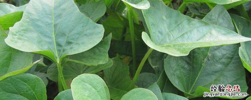 新鲜红薯叶怎么保存才留得久 新鲜红薯叶怎么保存