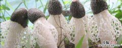 竹苼是什么 竹苼是什么植物