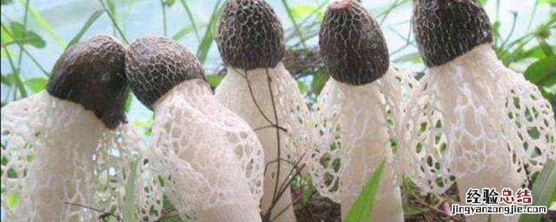 竹苼是什么 竹苼是什么植物