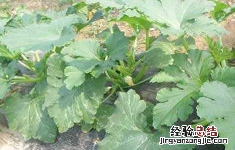 西葫芦的控旺技术 西葫芦管理高产技术