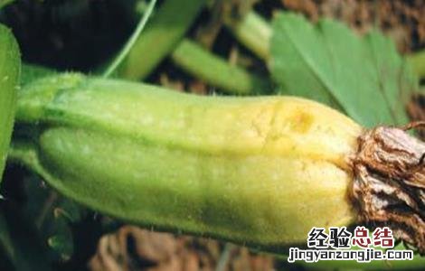 西葫芦的控旺技术 西葫芦管理高产技术