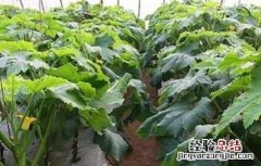 西葫芦的控旺技术 西葫芦管理高产技术