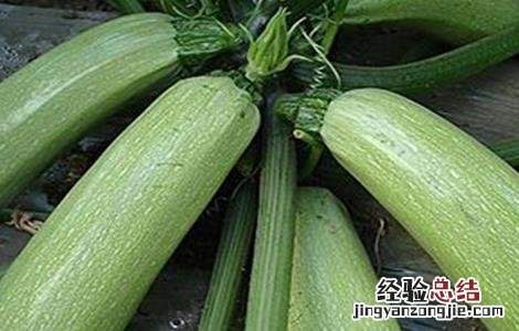 西葫芦的控旺技术 西葫芦管理高产技术