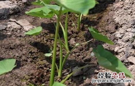 蔬菜激素中毒原因及缓解措施 蔬菜激素中毒原因及缓解措施图片