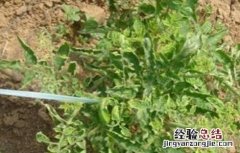 蔬菜激素中毒原因及缓解措施 蔬菜激素中毒原因及缓解措施图片