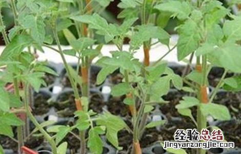 冬季辣椒浇水后要注意些什么 冬季辣椒浇水后要注意些什么问题