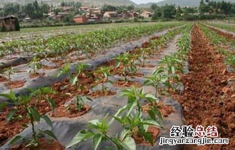 冬季辣椒浇水后要注意些什么 冬季辣椒浇水后要注意些什么问题