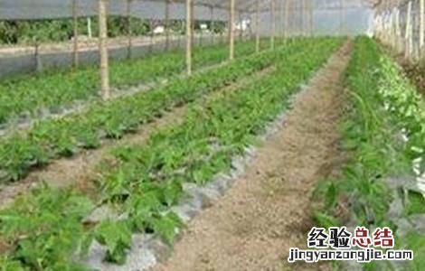 冬季大棚蔬菜管理误区 冬季大棚蔬菜如何管理