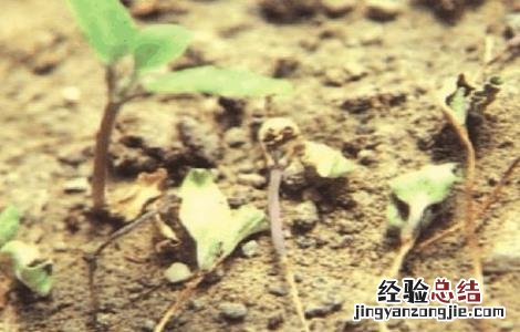 蔬菜倒苗原因及防治方法 蔬菜倒苗原因及防治方法图片