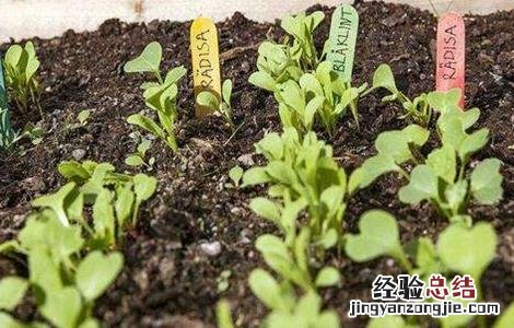 蔬菜倒苗原因及防治方法 蔬菜倒苗原因及防治方法图片