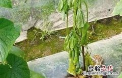 蔬菜倒苗原因及防治方法 蔬菜倒苗原因及防治方法图片
