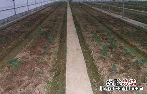 西葫芦冬季育苗技术 西葫芦冬季育苗技术与管理