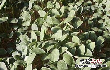 西葫芦冬季育苗技术 西葫芦冬季育苗技术与管理