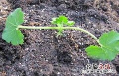 西葫芦冬季育苗技术 西葫芦冬季育苗技术与管理