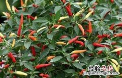如何提高彩椒的坐果率 如何提高彩椒的坐果率呢