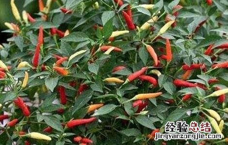 如何提高彩椒的坐果率 如何提高彩椒的坐果率呢