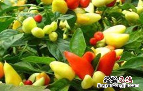 如何提高彩椒的坐果率 如何提高彩椒的坐果率呢