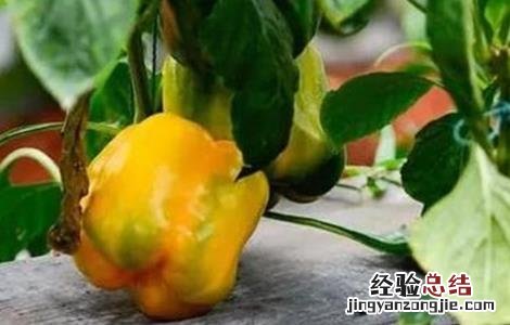 如何提高彩椒的坐果率 如何提高彩椒的坐果率呢