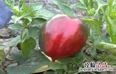 彩椒死棵原因及防治方法 彩椒死棵原因及防治方法视频