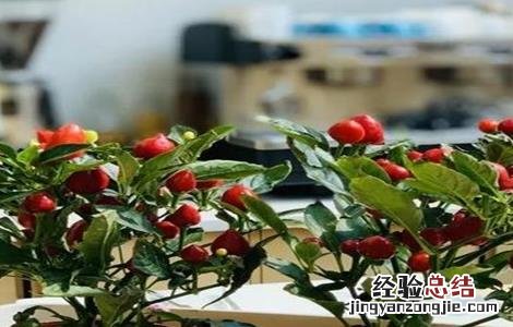 彩椒死棵原因及防治方法 彩椒死棵原因及防治方法视频
