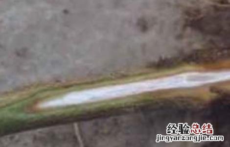 彩椒死棵原因及防治方法 彩椒死棵原因及防治方法视频