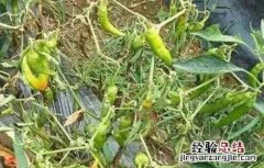 大棚白菜烂叶怎么办 大棚蔬菜死棵如何防治