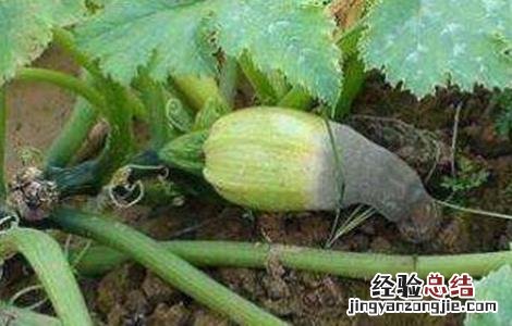 大棚白菜烂叶怎么办 大棚蔬菜死棵如何防治