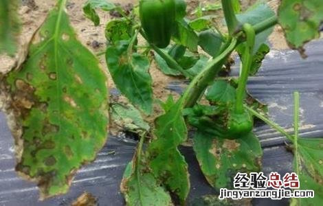 大棚白菜烂叶怎么办 大棚蔬菜死棵如何防治