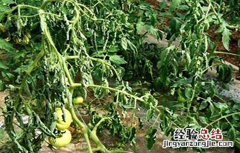 大棚白菜烂叶怎么办 大棚蔬菜死棵如何防治