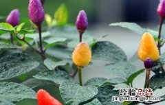 五彩椒的施肥方法 五彩椒施什么肥