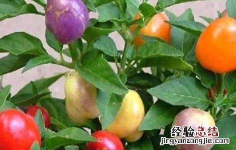 五彩椒的施肥方法 五彩椒施什么肥