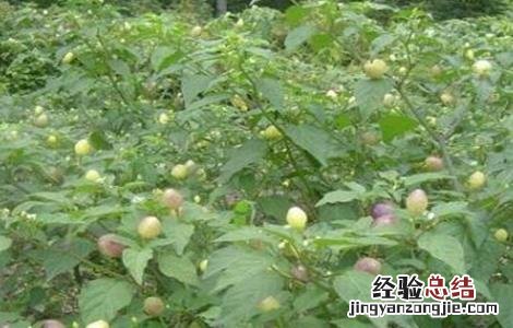 五彩椒的施肥方法 五彩椒施什么肥