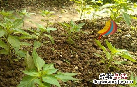 五彩椒的施肥方法 五彩椒施什么肥