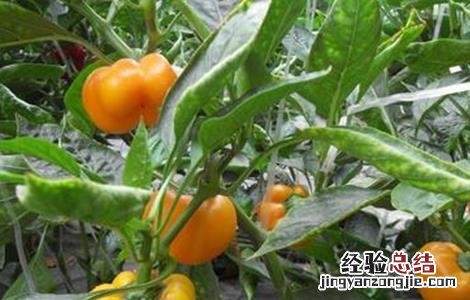 彩椒高产管理方式有哪些 彩椒高产管理方式