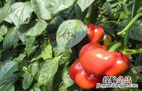 彩椒高产管理方式有哪些 彩椒高产管理方式