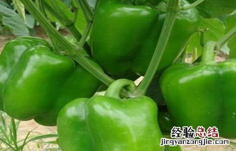 彩椒高产管理方式有哪些 彩椒高产管理方式