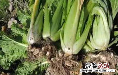 油菜根肿病的防治方法有哪些 油菜根肿病的防治方法