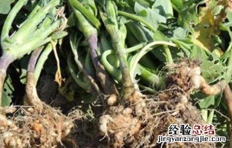 油菜根肿病的防治方法有哪些 油菜根肿病的防治方法