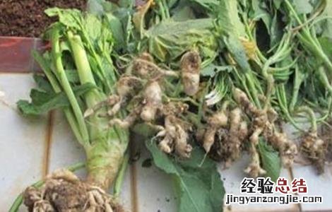 油菜根肿病的防治方法有哪些 油菜根肿病的防治方法
