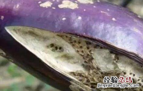 种茄子苗的注意事项 茄子苗期注意事项