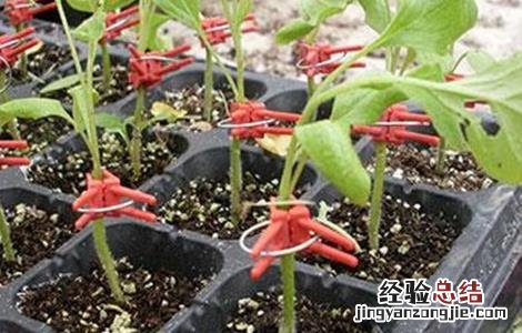 种茄子苗的注意事项 茄子苗期注意事项