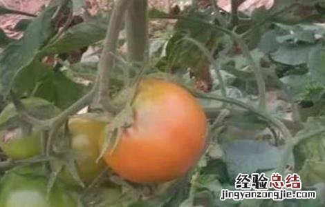 西红柿不膨果怎么回事 西红柿不膨果的原因及解决办法
