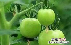 西红柿不膨果怎么回事 西红柿不膨果的原因及解决办法