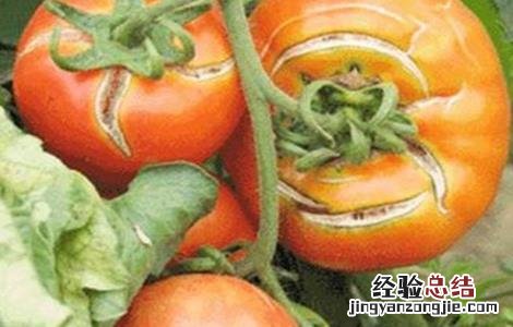 西红柿不膨果怎么回事 西红柿不膨果的原因及解决办法