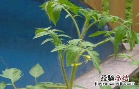 西红柿的摘心方法图片 西红柿的摘心方法