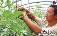 西红柿的摘心方法图片 西红柿的摘心方法