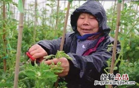 西红柿的摘心方法图片 西红柿的摘心方法
