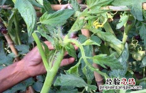 西红柿的摘心方法图片 西红柿的摘心方法