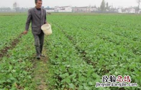 油菜冬季该怎么施肥 冬季油菜施肥注意事项