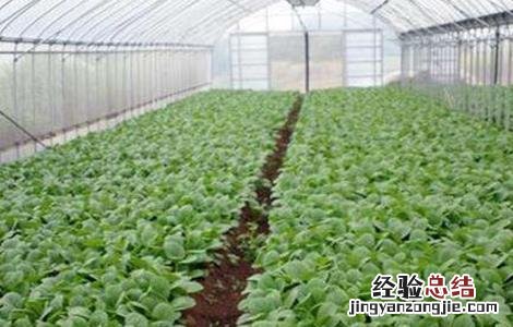 油菜冬季该怎么施肥 冬季油菜施肥注意事项